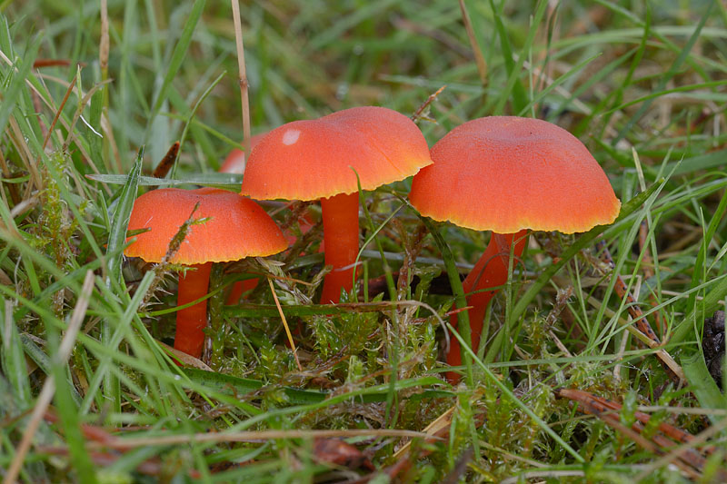 Hygrocybe miniata